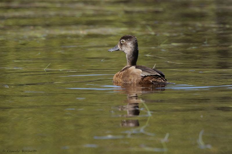 Fuligule à collier / Ring-necked Duck