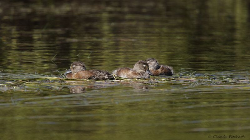 Fuligule à collier / Ring-necked Duck