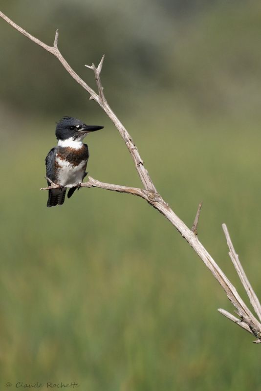 Martin-pêcheur d'Amérique / Belted Kingfisher