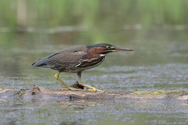 Héron vert / Green Heron