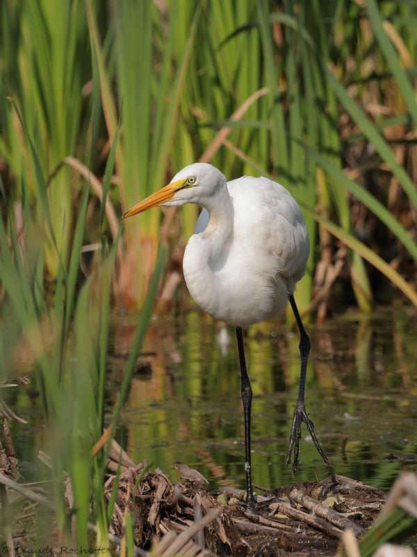 Grande aigrette / Great Egret