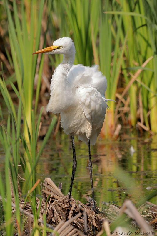 Grande aigrette / Great Egret