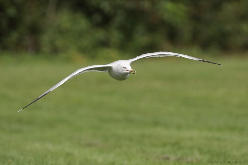 Goéland à bec cerclé / Ring-billed Gull