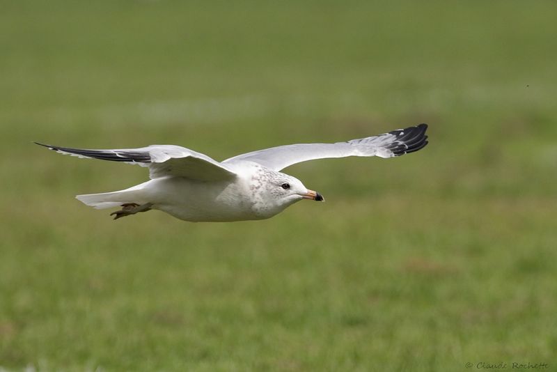 Goéland à bec cerclé / Ring-billed Gull