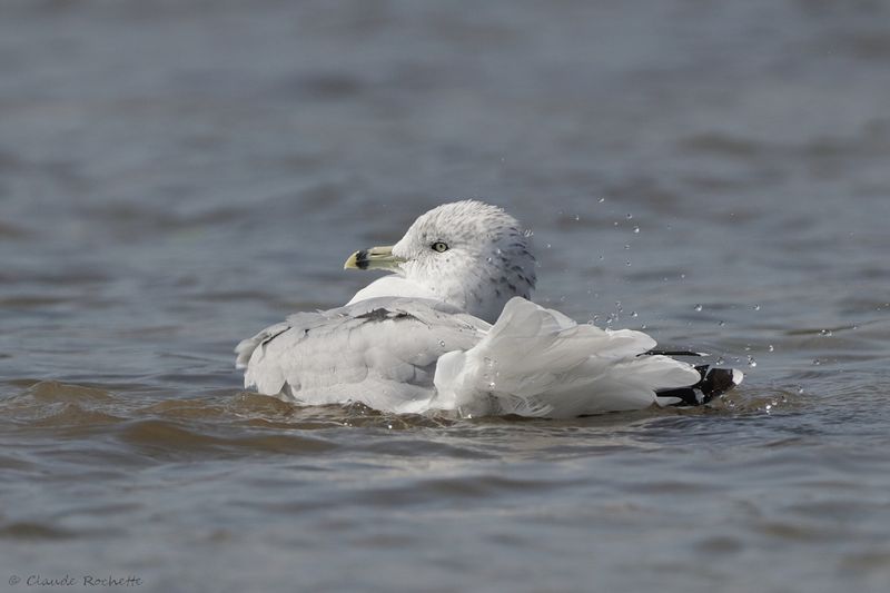 Goéland à bec cerclé / Ring-billed Gull