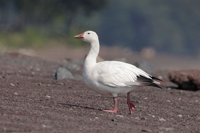 Oie des neiges / Snow Goose