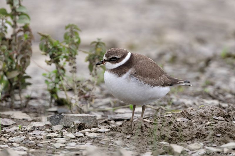 Pluvier semipalmé / Semipalmated Plover