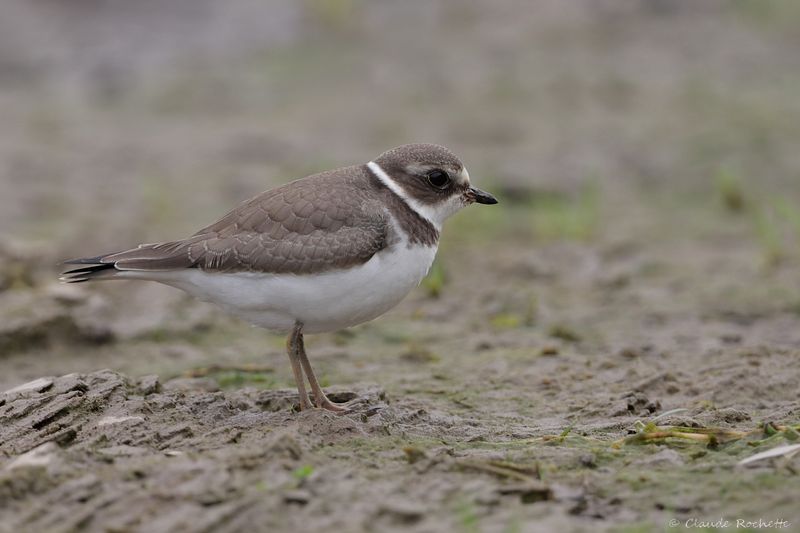 Pluvier semipalmé / Semipalmated Plover