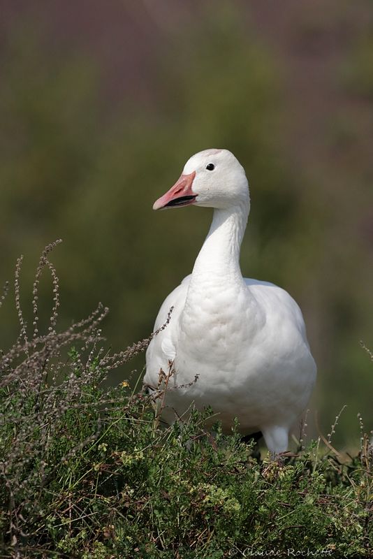 Oie des neiges / Snow Goose