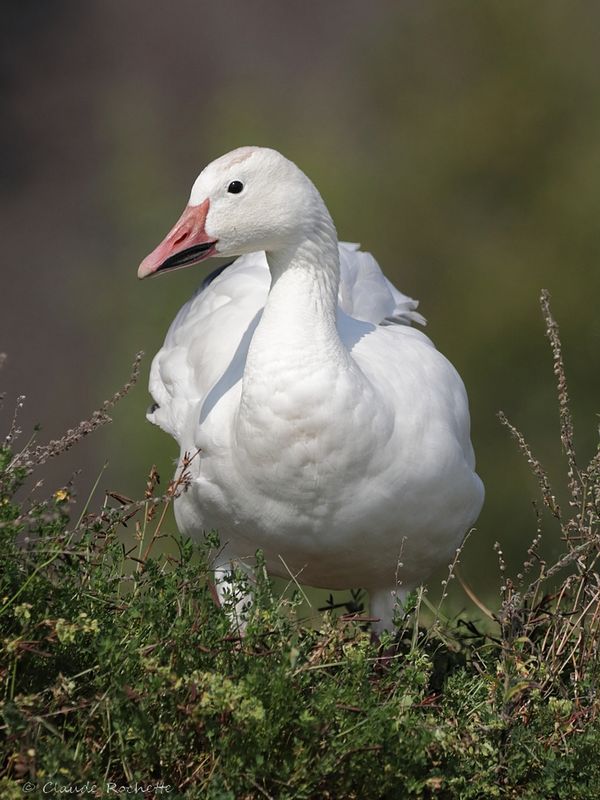 Oie des neiges / Snow Goose