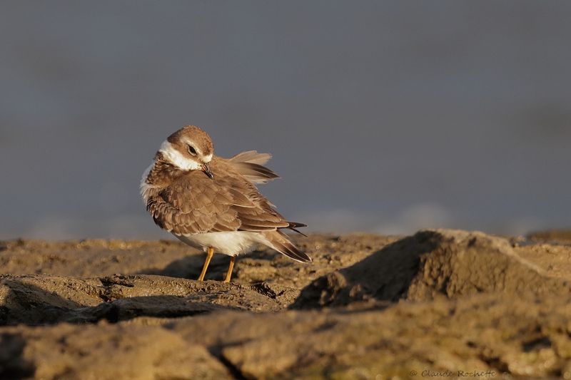 Pluvier semipalmé / Semipalmated Plover