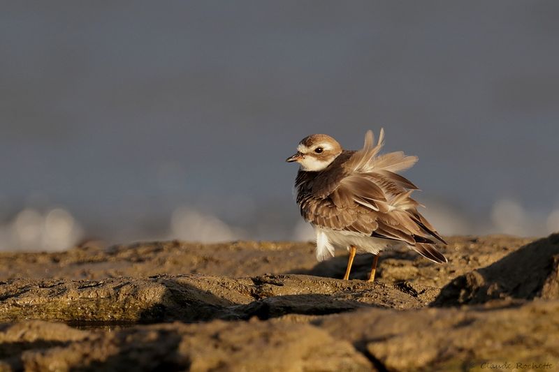 Pluvier semipalmé / Semipalmated Plover