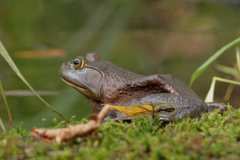Ouaouaron / Bullfrog