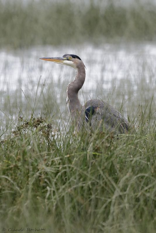 Grand héron / Great Blue Heron