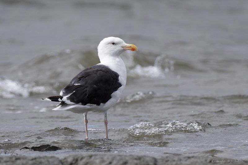 Goéland marin / Great Black-backed Gull