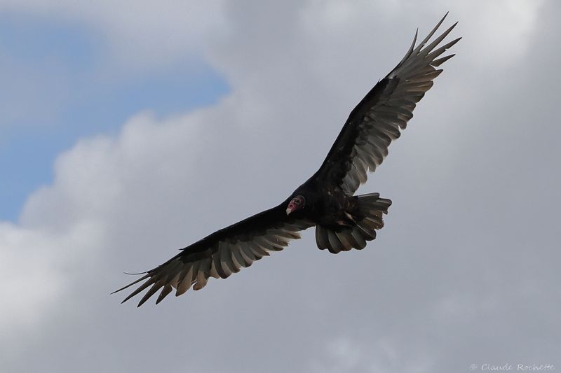 Urubus à tête rouge / Turkey Vulture