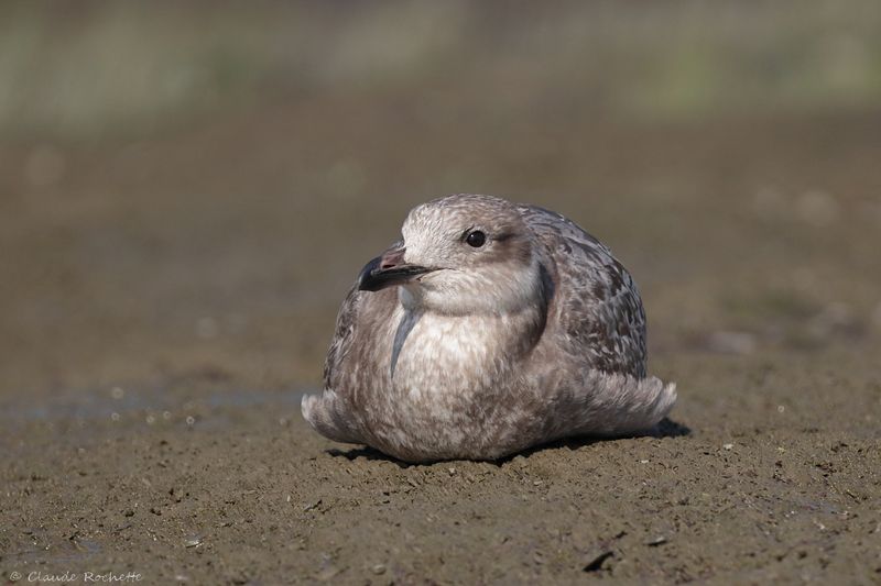Goéland argenté / Herring Gull