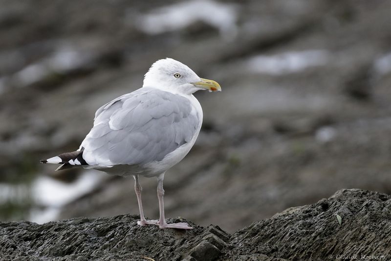 Goéland argenté / Herring Gull