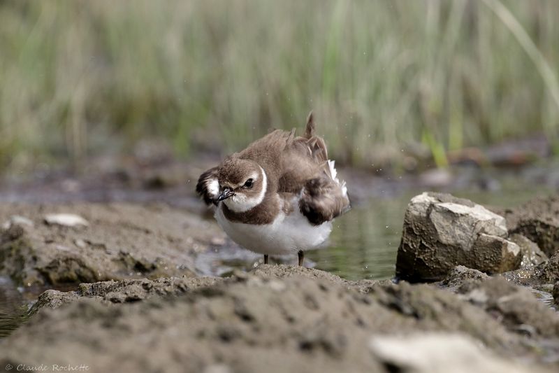 Pluvier semipalmé / Semipalmated Plover