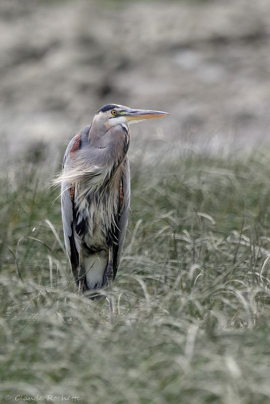 Grand héron / Great Blue Heron_