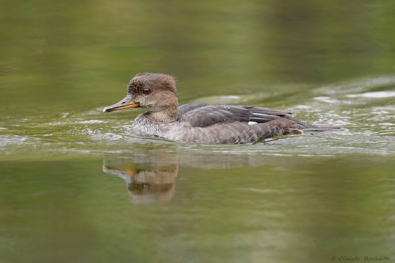 Harle couronné / Hooded Merganser