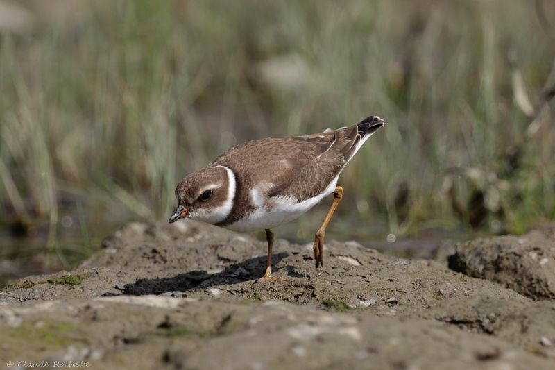 Pluvier semipalmé / Semipalmated Plover