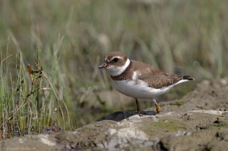 Pluvier semipalmé / Semipalmated Plover