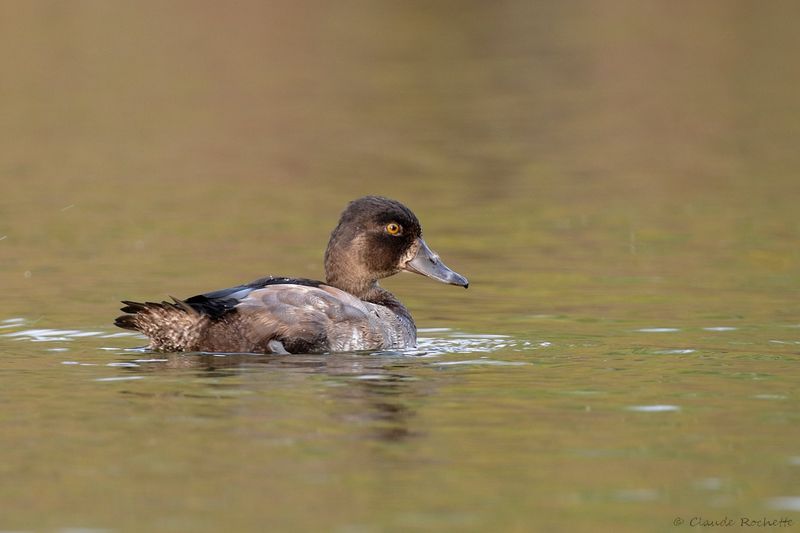 Fuligule à collier / Ring-necked Duck