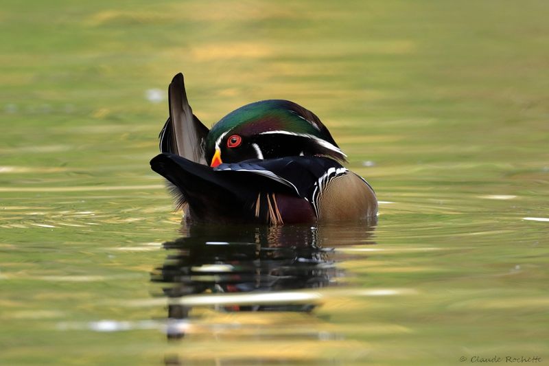 Canard branchu / Wood Duck