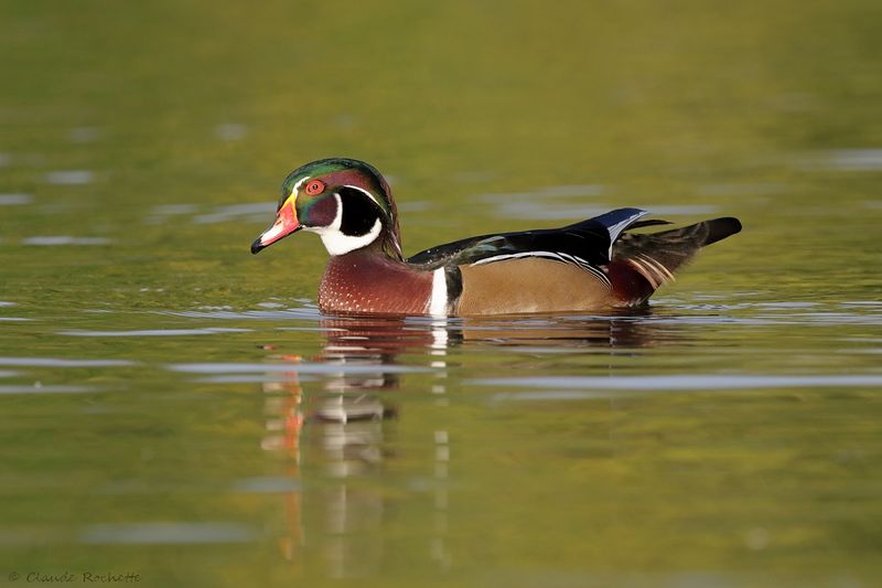 Canard branchu / Wood Duck