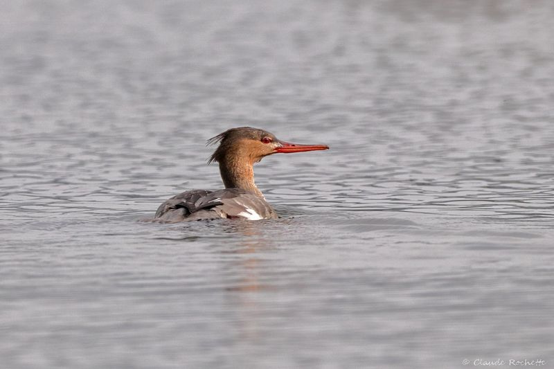 Harle huppé / Red-breasted Merganser