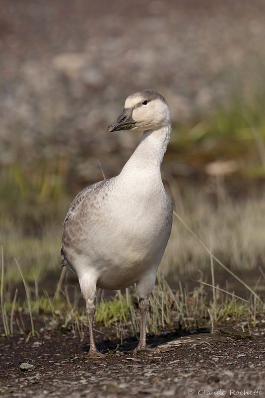 Oie des neiges / Snow Goose