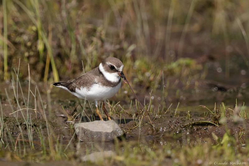 Pluvier semipalmé / Semipalmated Plover