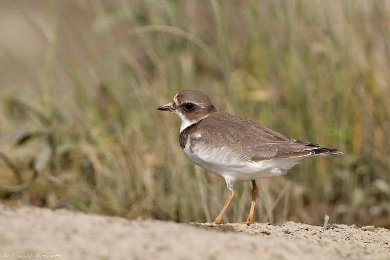 Pluvier semipalmé / Semipalmated Plover