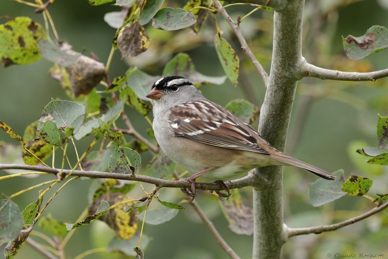 Bruant à couronne blanche / White-crowned Sparrow