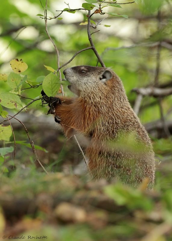 Marmotte / Marmot