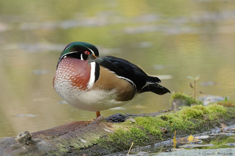 Canard branchu / Wood Duck