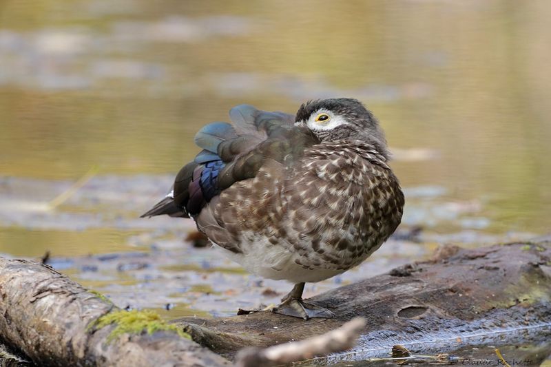 Canard branchu / Wood Duck