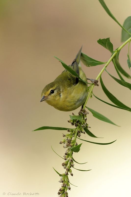 Paruline obscure / Tennessee Warbler