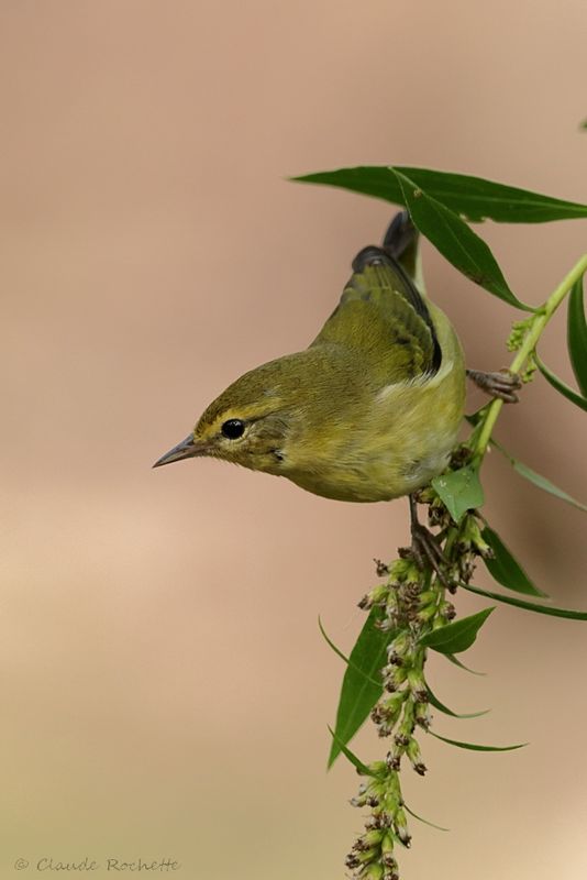 Paruline obscure / Tennessee Warbler