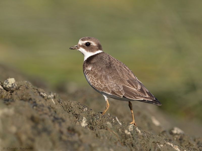 Pluvier semipalmé / Semipalmated Plover