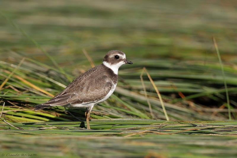 Pluvier semipalmé / Semipalmated Plover