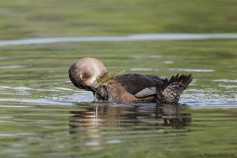 Fuligule à collier / Ring-necked Duck