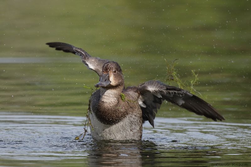 Fuligule à collier / Ring-necked Duck