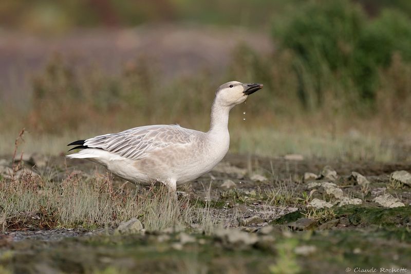 Oie des neiges / Snow Goose