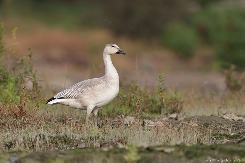 Oie des neiges / Snow Goose