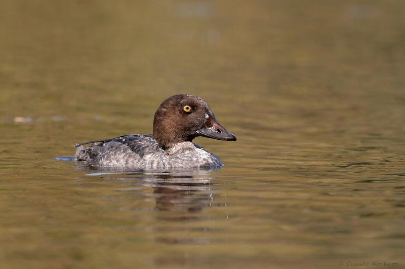 Garrot à oeil d'or / Common Goldeneye