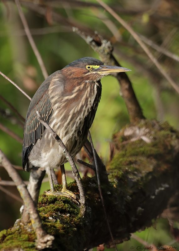 Héron vert / Green Heron