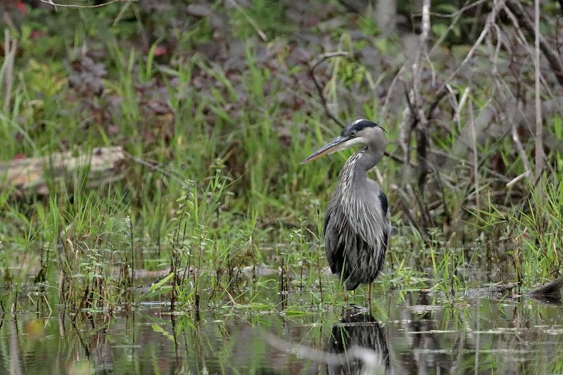 Grand héron / Great Blue Heron