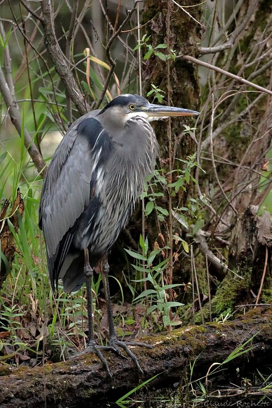 Grand héron / Great Blue Heron